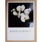 MAPPLETHORPE-MO9