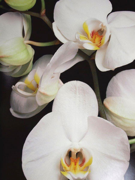 Orchids 19 ロバート メープルソープ Robert Mapplethorpe ポスター アトリエフォロン